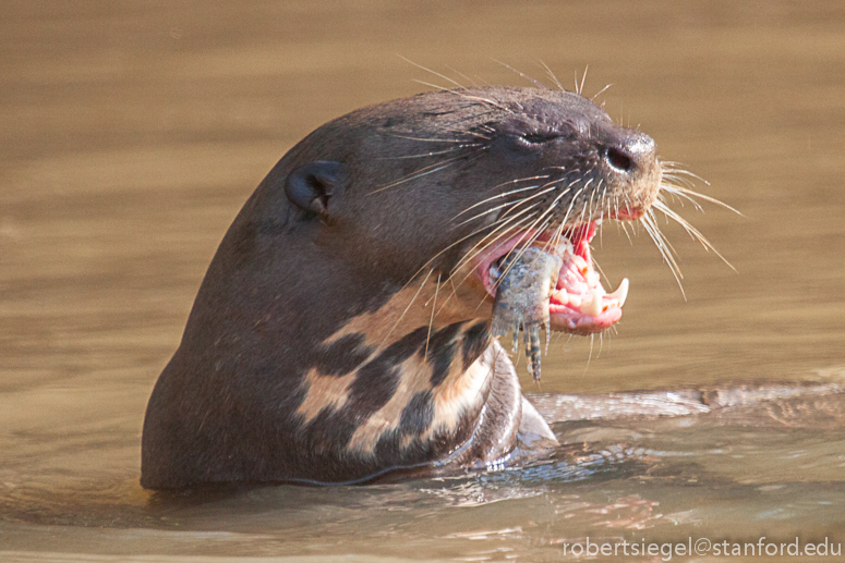 giant river otter